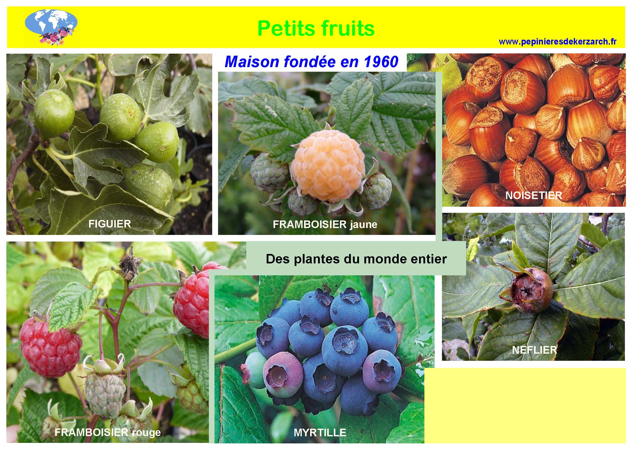 Petits Fruits